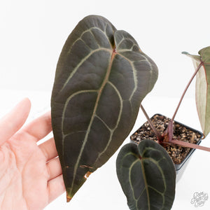 Anthurium Red Velvet Cake '24' x Red Velvet Cake '24' by DocBlock® (wk23-G)