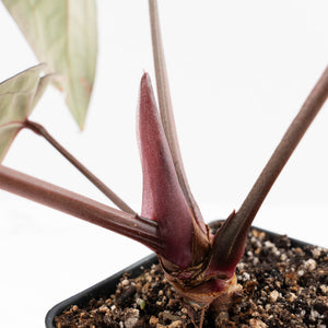 Anthurium Red Velvet Cake '24' x Red Velvet Cake '24' by DocBlock® (wk23-G)