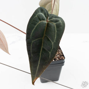 Anthurium Red Velvet Cake '24' x Red Velvet Cake '24' by DocBlock® (wk23-G)