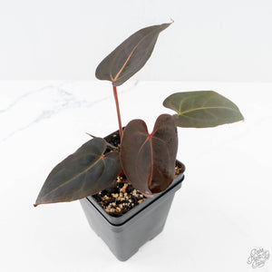 Anthurium Red Velvet Cake '24' x Red Velvet Cake '24' by DocBlock® (wk23-F)