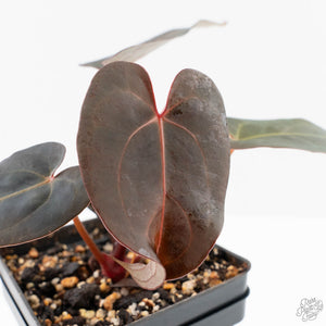 Anthurium Red Velvet Cake '24' x Red Velvet Cake '24' by DocBlock® (wk23-F)