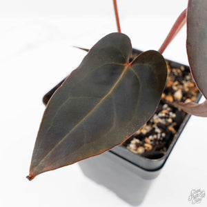 Anthurium Red Velvet Cake '24' x Red Velvet Cake '24' by DocBlock® (wk23-F)