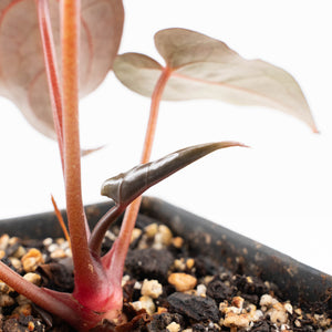 Anthurium Red Velvet Cake '24' x Red Velvet Cake '24' by DocBlock® (wk23-F)