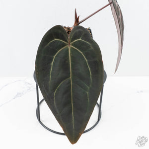 Anthurium Red Velvet Cake '24' x Red Velvet Cake '24' by DocBlock® (wk24-C) *Extra Dark*