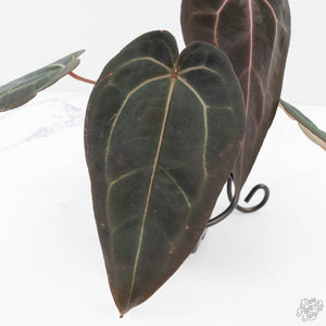 Anthurium Red Velvet Cake '24' x Red Velvet Cake '24' by DocBlock® (wk25-G) *Extra Dark*