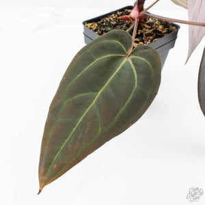 Anthurium Red Velvet Cake '24' x Red Velvet Cake '24' by DocBlock® (wk25-G) *Extra Dark*