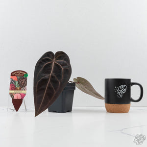 Anthurium Red Velvet Cake '24' x Red Velvet Cake '24' by DocBlock® (wk26-B)