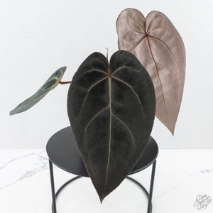 Anthurium Red Velvet Cake '24' x Red Velvet Cake '24' by DocBlock® (wk26-B)