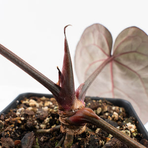 Anthurium Red Velvet Cake '24' x Red Velvet Cake '24' by DocBlock® (wk26-B)