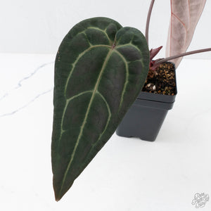 Anthurium Red Velvet Cake '24' x Red Velvet Cake '24' by DocBlock® (wk27-C)