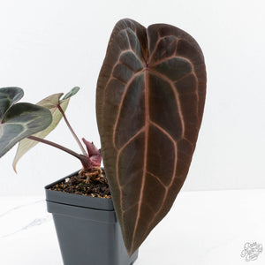 Anthurium Red Velvet Cake '24' x Red Velvet Cake '24' by DocBlock® (wk27-C)