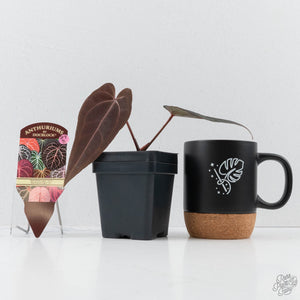 Anthurium Red Velvet Cake '24' x Red Velvet Cake '24' by DocBlock® (wk27-D)
