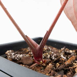 Anthurium Red Velvet Cake '24' x Red Velvet Cake '24' by DocBlock® (wk27-D)