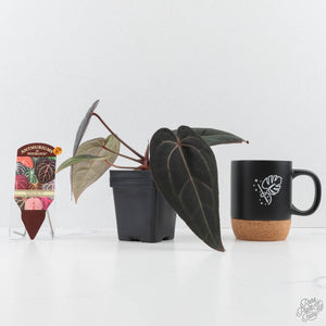 Anthurium Red Velvet Cake '24' x Red Velvet Cake '24' by DocBlock® (wk28-B)