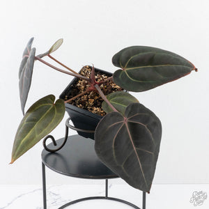 Anthurium Red Velvet Cake '24' x Red Velvet Cake '24' by DocBlock® (wk28-B)