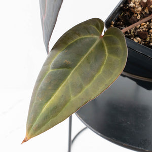 Anthurium Red Velvet Cake '24' x Red Velvet Cake '24' by DocBlock® (wk28-B)