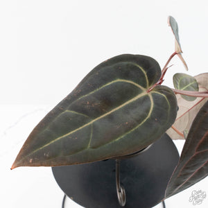 Anthurium Red Velvet Cake '24' x Red Velvet Cake '24' by DocBlock® (wk28-B)