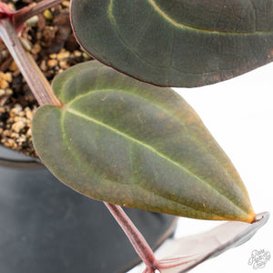 Anthurium Red Velvet Cake '24' x Red Velvet Cake '24' by DocBlock® (wk28-B)