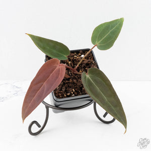 Anthurium Red Velvet Cake '24' x Red Velvet Cake '24' by DocBlock® (wk29-J)