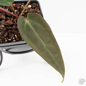Anthurium Red Velvet Cake '24' x Red Velvet Cake '24' by DocBlock® (wk29-J)