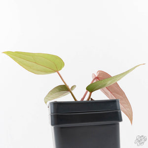 Anthurium Red Velvet Cake '24' x Red Velvet Cake '24' by DocBlock® (wk29-J)