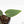 Anthurium Red Velvet Cake '24' x Red Velvet Cake '24' by DocBlock® (wk29-J)