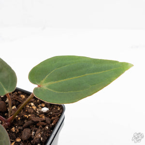 Anthurium Red Velvet Cake '24' x Red Velvet Cake '24' by DocBlock® (wk29-J)
