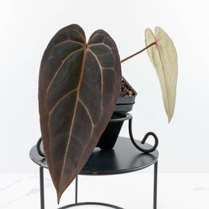 Anthurium Red Velvet Cake '24' x Red Velvet Cake '24' by DocBlock® (wk30-L)