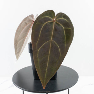 Anthurium Red Velvet Cake '24' x Red Velvet Cake '24' by DocBlock® (wk30-L)