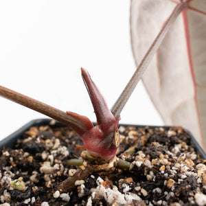 Anthurium Red Velvet Cake '24' x Red Velvet Cake '24' by DocBlock® (wk30-L)