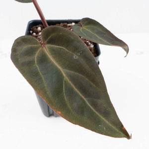 Anthurium Red Velvet Cake '24' x Red Velvet Cake '24' by DocBlock® (wk32-O)