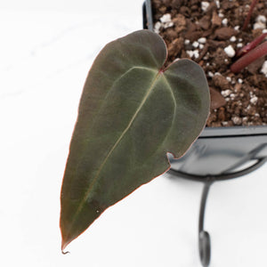 Anthurium Red Velvet Cake '24' x Red Velvet Cake '24' by DocBlock® (wk32-O)