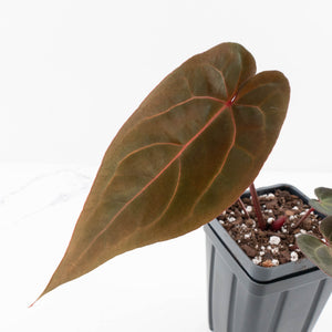Anthurium Red Velvet Cake '24' x Red Velvet Cake '24' by DocBlock® (wk32-O)