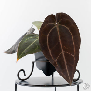 Anthurium Red Velvet Cake '24' x Red Velvet Cake '24' by DocBlock (wk43-L245)
