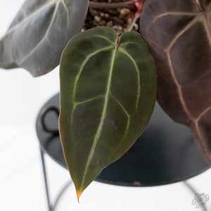 Anthurium Red Velvet Cake '24' x Red Velvet Cake '24' by DocBlock (wk43-L245)