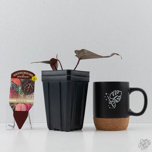 Anthurium Red Velvet Cake '24' x Red Velvet Cake '24' by DocBlock (wk42-L380)