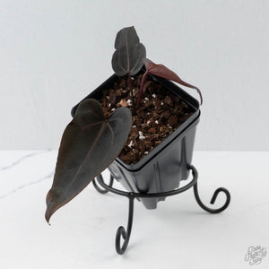 Anthurium Red Velvet Cake '24' x Red Velvet Cake '24' by DocBlock (wk42-L380)