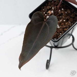 Anthurium Red Velvet Cake '24' x Red Velvet Cake '24' by DocBlock (wk42-L380)