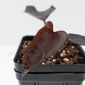 Anthurium Red Velvet Cake '24' x Red Velvet Cake '24' by DocBlock (wk42-L380)