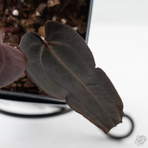 Anthurium Red Velvet Cake '24' x Red Velvet Cake '24' by DocBlock (wk42-L380)