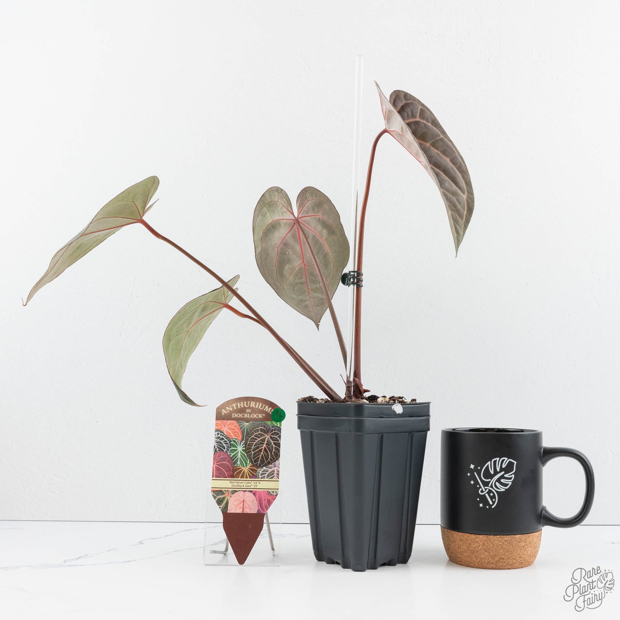 Anthurium Red Velvet Cake '24' x Zara '29' by DocBlock® (wk19-L