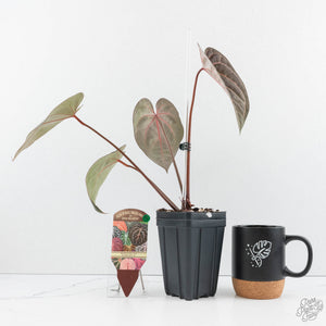 Anthurium Red Velvet Cake '24' x Zara '29' by DocBlock® (wk19-L)