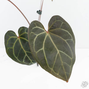 Anthurium Red Velvet Cake '24' x Zara '29' by DocBlock® (wk19-L)