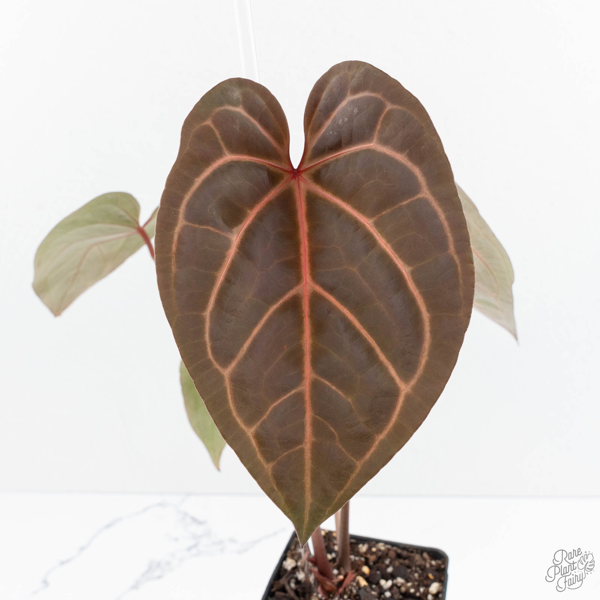 Anthurium Red Velvet Cake '24' x Zara '29' by DocBlock® (wk19-L