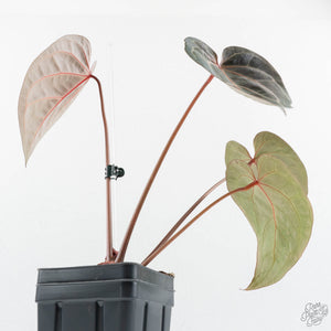 Anthurium Red Velvet Cake '24' x Zara '29' by DocBlock® (wk19-L)
