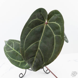 Anthurium Red Velvet Cake '24' x Zara '29' by DocBlock® (wk21-N)
