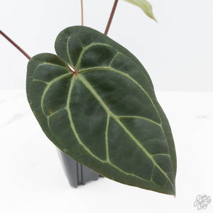 Anthurium Red Velvet Cake '24' x Zara '29' by DocBlock® (wk21-N)