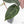Anthurium Red Velvet Cake '24' x Zara '29' by DocBlock® (wk21-N)