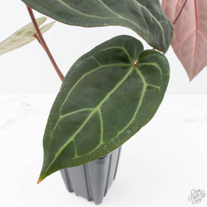 Anthurium Red Velvet Cake '24' x Zara '29' by DocBlock® (wk21-N)