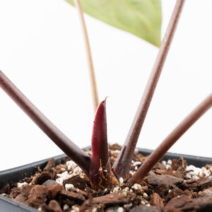 Anthurium Red Velvet Cake '24' x Zara '29' by DocBlock® (wk21-N)